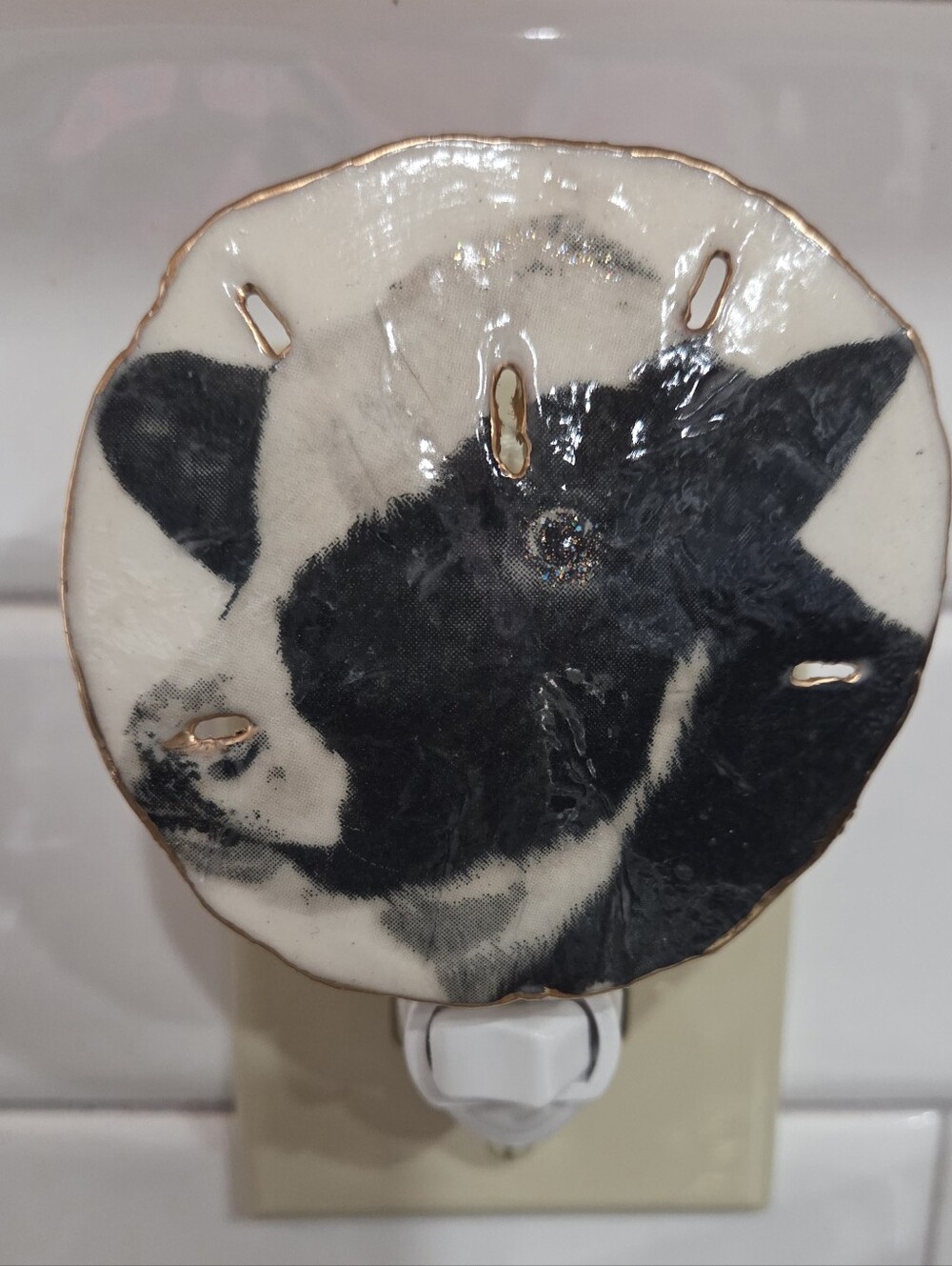 Handcrafted All Natural Sand Dollar Cow Design. Night Light